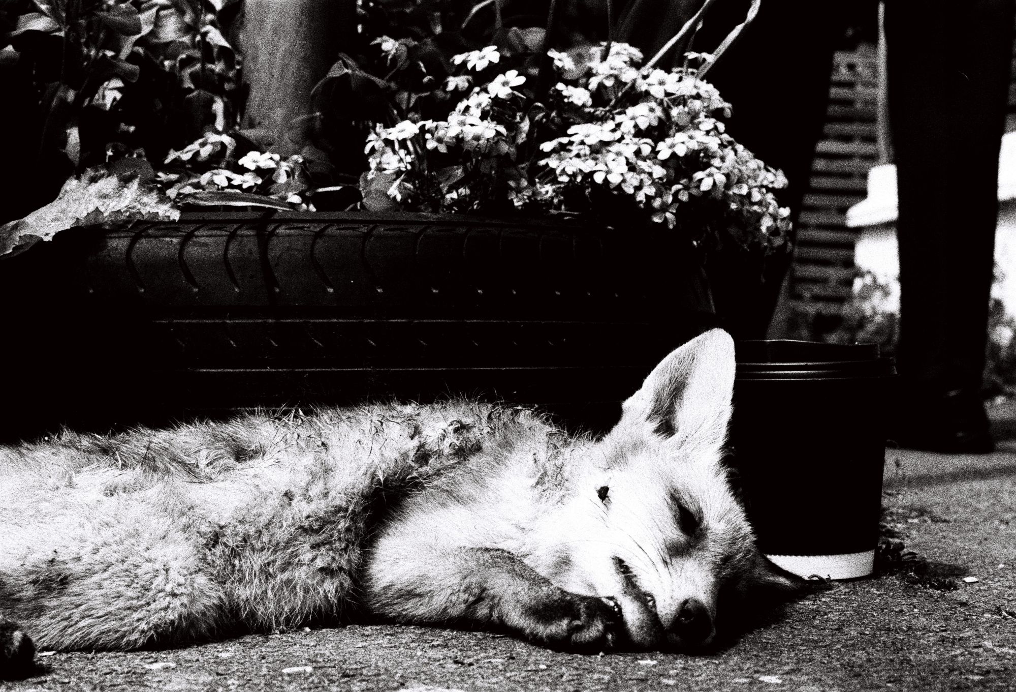 Le Mort — fine art photography by Emre Goksu, London