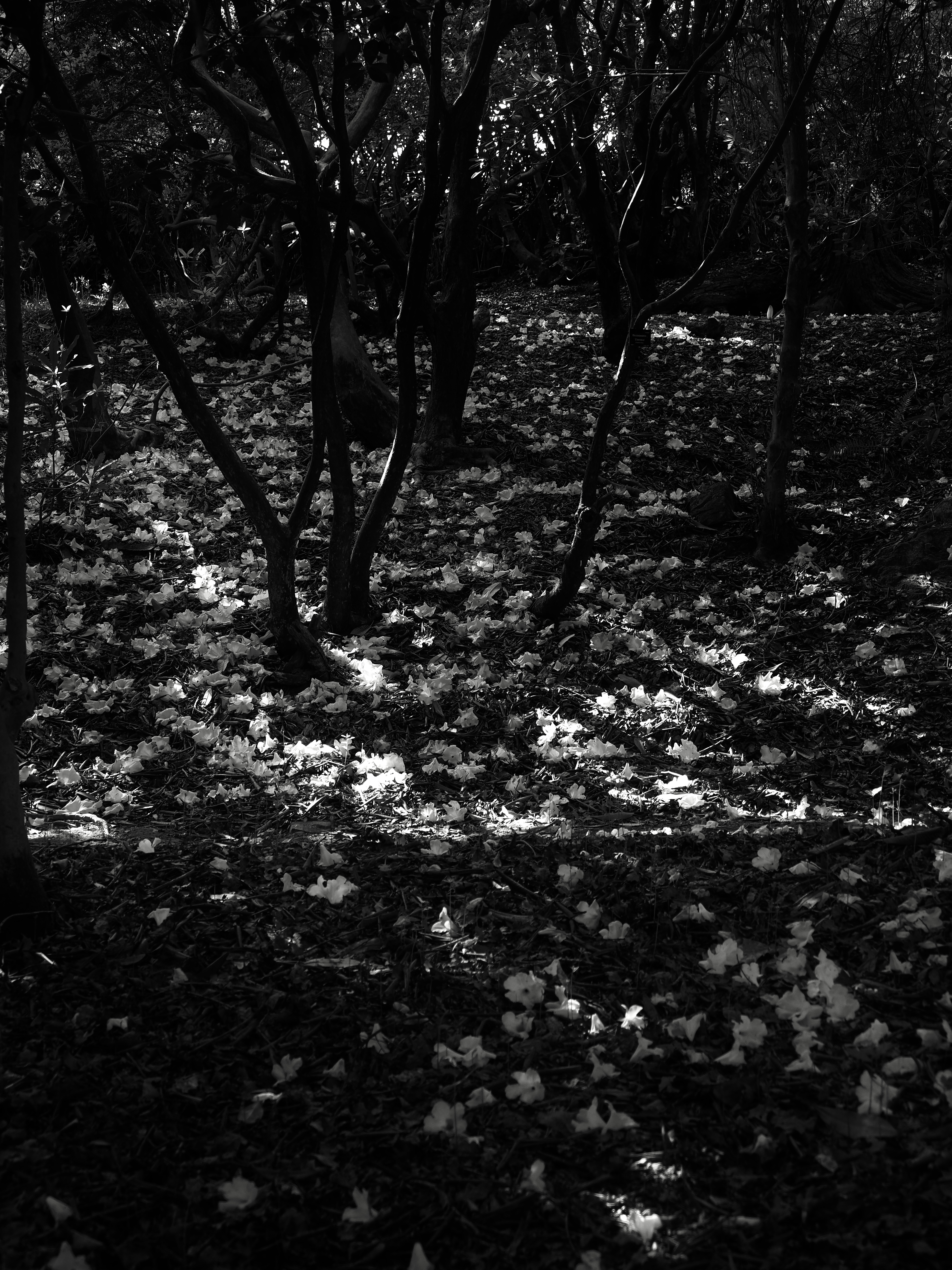 Fall, fine art photography by Emre Goksu, London