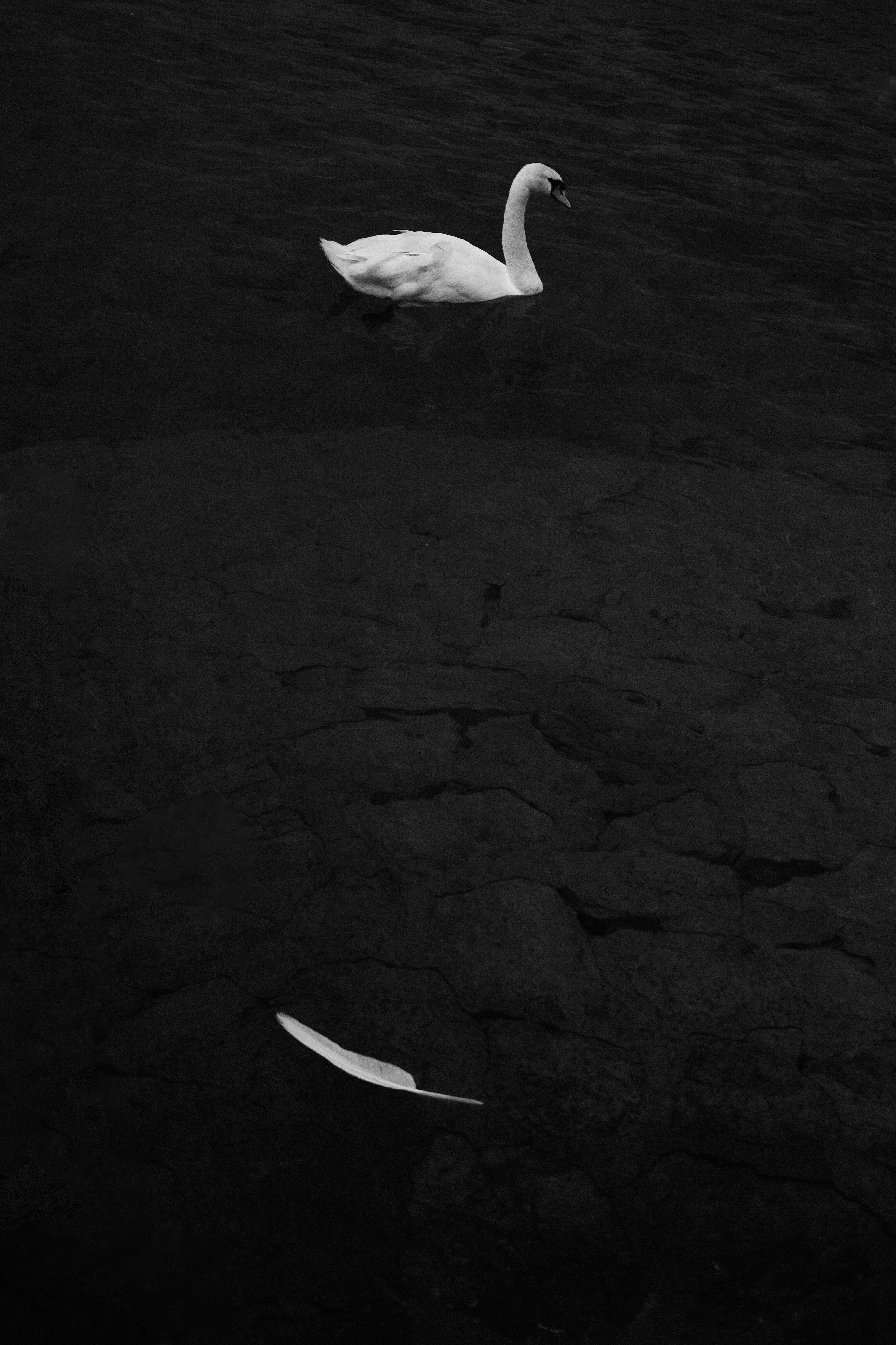 Plume Blanche — fine art print by Emre Goksu, Geneva